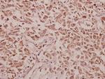 CCK Antibody in Immunohistochemistry (Paraffin) (IHC (P))