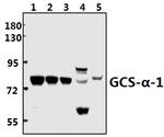 GUCY1A3 Antibody in Western Blot (WB)