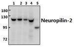 Neuropilin 2 Antibody in Western Blot (WB)