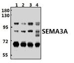 SEMA3A Antibody in Western Blot (WB)