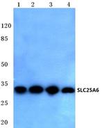 SLC25A6 Antibody in Western Blot (WB)