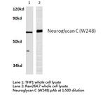 CSPG5 Antibody in Western Blot (WB)