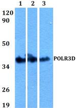 POLR3D Antibody in Western Blot (WB)