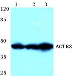 Arp3 Antibody in Western Blot (WB)