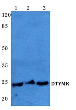 DTYMK Antibody in Western Blot (WB)