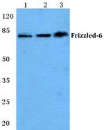 FZD6 Antibody in Western Blot (WB)