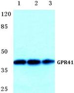 GPR41 Antibody in Western Blot (WB)