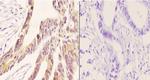 ZC3H8 Antibody in Immunohistochemistry (Paraffin) (IHC (P))