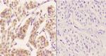 ZC3H8 Antibody in Immunohistochemistry (Paraffin) (IHC (P))