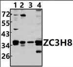 ZC3H8 Antibody in Western Blot (WB)