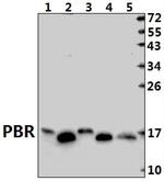 TSPO Antibody in Western Blot (WB)