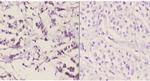 Pyruvate Carboxylase Antibody in Immunohistochemistry (Paraffin) (IHC (P))