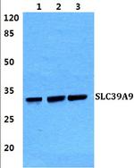 SLC39A9 Antibody in Western Blot (WB)