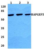 RAPGEF5 Antibody in Western Blot (WB)