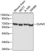 OLFM1 Antibody in Western Blot (WB)