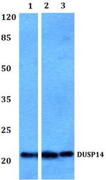 DUSP14 Antibody in Western Blot (WB)