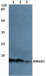 HMGN1 Antibody in Western Blot (WB)