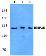 BIKE Antibody in Western Blot (WB)