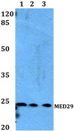 MED29 Antibody in Western Blot (WB)