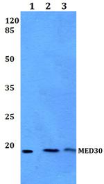 MED30 Antibody in Western Blot (WB)