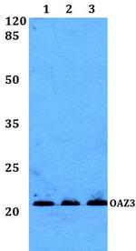 OAZ3 Antibody in Western Blot (WB)