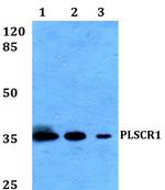 PLSCR1 Antibody in Western Blot (WB)