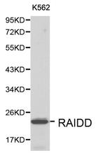 RAIDD Antibody in Western Blot (WB)