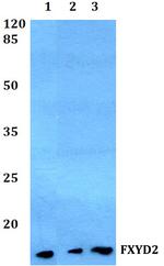 FXYD2 Antibody in Western Blot (WB)