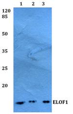 ELOF1 Antibody in Western Blot (WB)