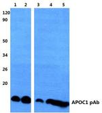 Apolipoprotein C1 Antibody in Western Blot (WB)