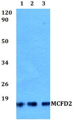 MCFD2 Antibody in Western Blot (WB)