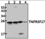 BCMA Antibody in Western Blot (WB)