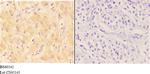 AANAT Antibody in Immunohistochemistry (Paraffin) (IHC (P))