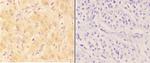 AANAT Antibody in Immunohistochemistry (Paraffin) (IHC (P))