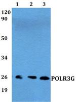 POLR3G Antibody in Western Blot (WB)