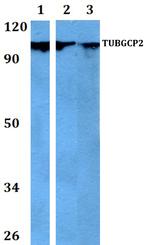 GCP2 Antibody in Western Blot (WB)