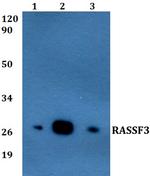 RASSF3 Antibody in Western Blot (WB)