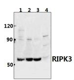 RIP3 Antibody in Western Blot (WB)