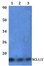 XCL1/XCL2 Antibody in Western Blot (WB)