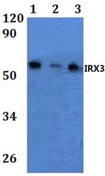 IRX3 Antibody in Western Blot (WB)