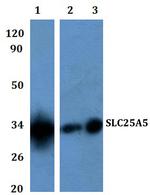 SLC25A5 Antibody in Western Blot (WB)