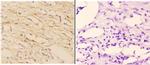 ABCA7 Antibody in Immunohistochemistry (Paraffin) (IHC (P))