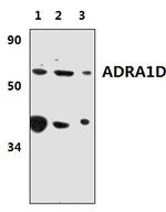 alpha-1d Adrenoceptor Antibody in Western Blot (WB)