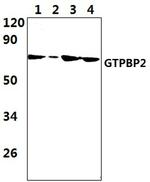 GTPBP2 Antibody in Western Blot (WB)