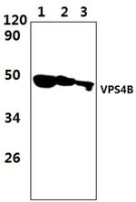 VPS4B Antibody in Western Blot (WB)