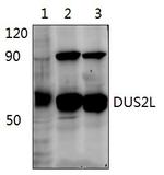 DUS2L Antibody in Western Blot (WB)