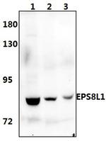 EPS8L1 Antibody in Western Blot (WB)