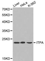 ITPA Antibody in Western Blot (WB)