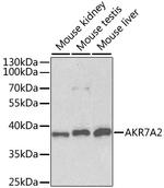 AKR7A2 Antibody in Western Blot (WB)