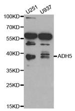 ADH5 Antibody in Western Blot (WB)